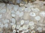 Slab of Fossilized Peanut Wood - Australia #65462-1